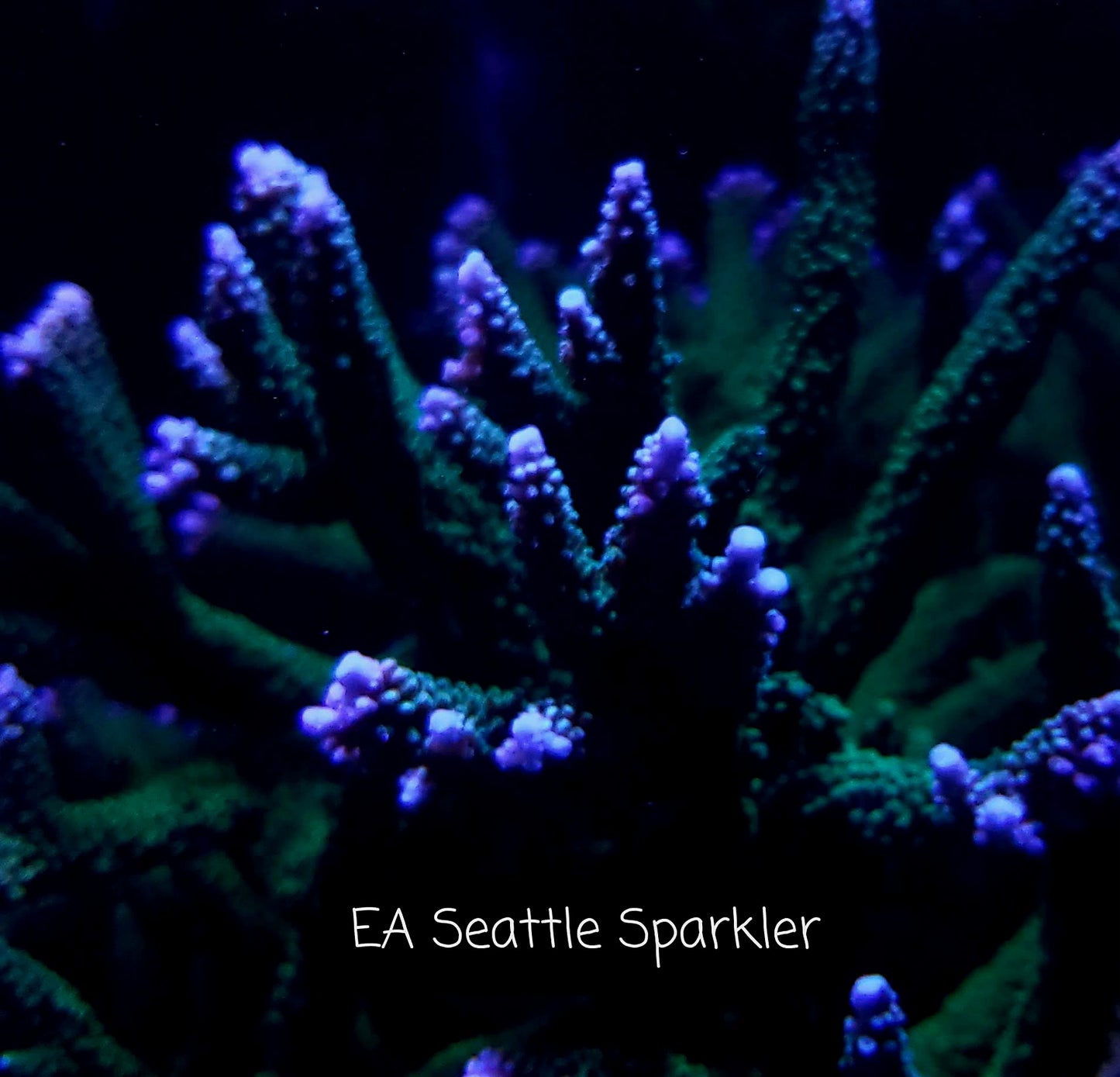 SPS,LPS frag pack-DEAL-customizable