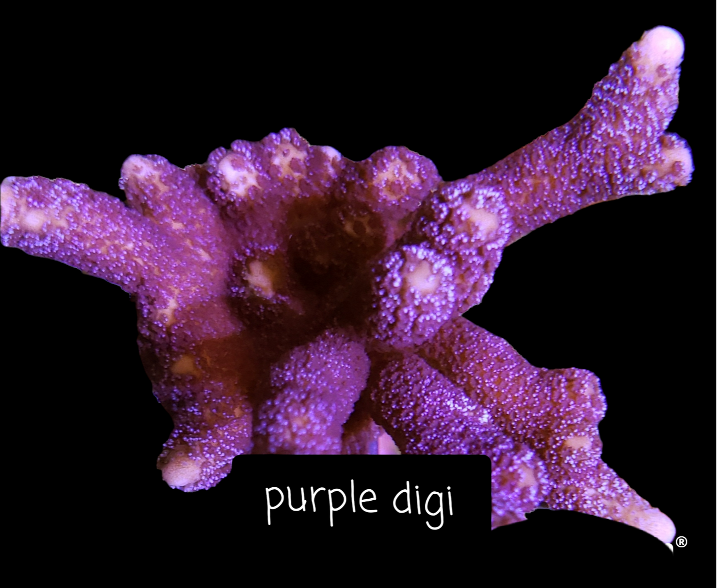 SPS,LPS frag pack-DEAL-customizable