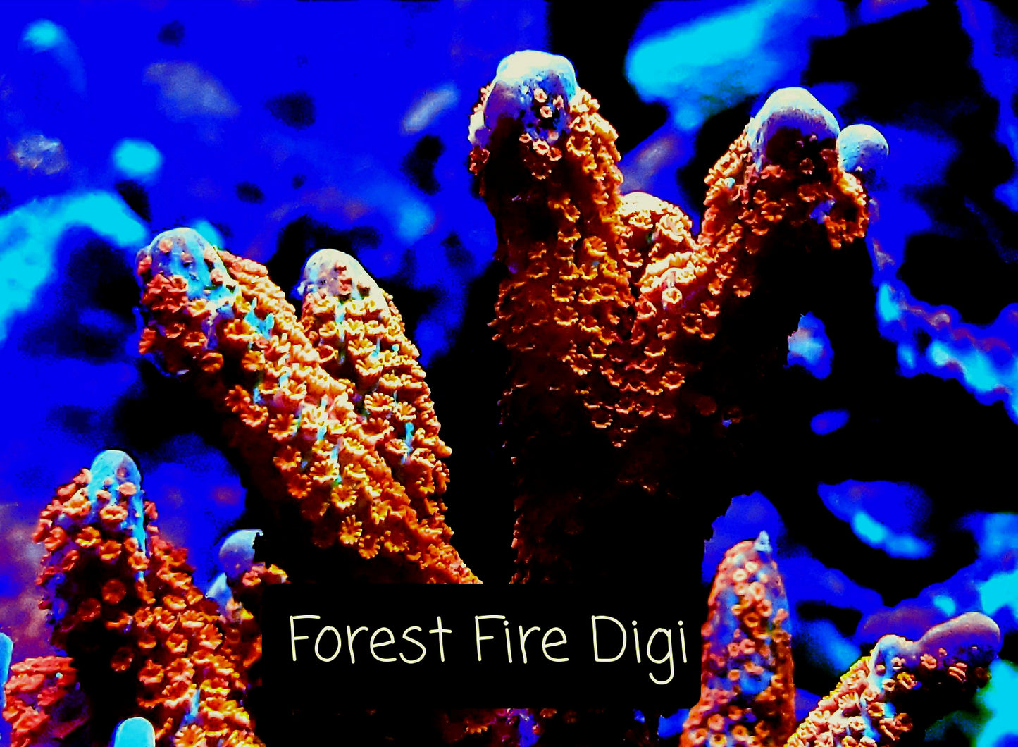 SPS,LPS frag pack-DEAL-customizable