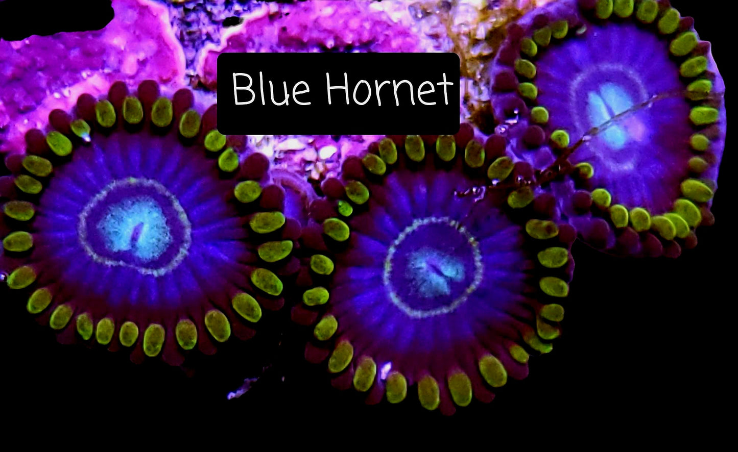 Zoa frag pack- customizable