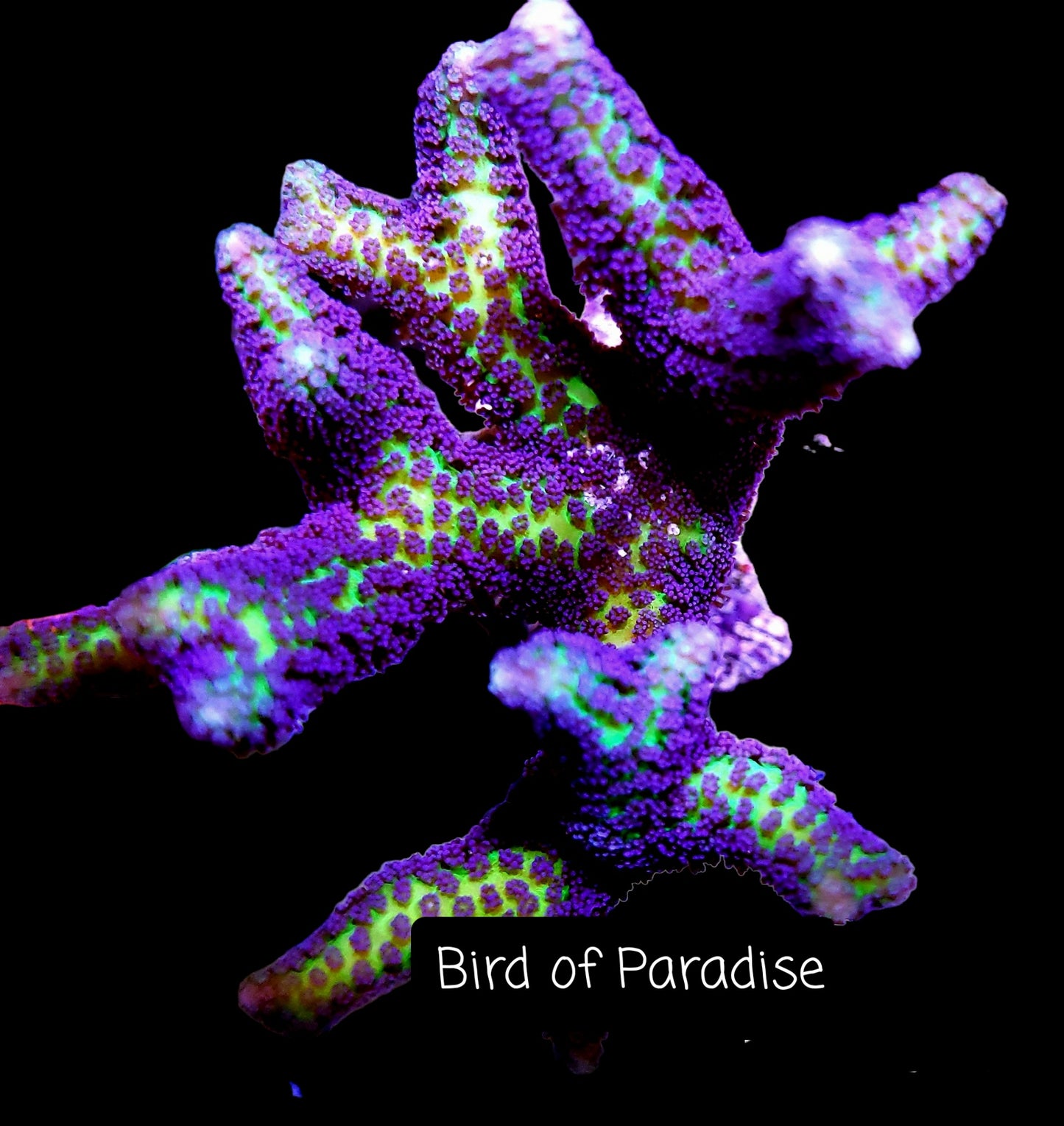 SPS,LPS frag pack-DEAL-customizable