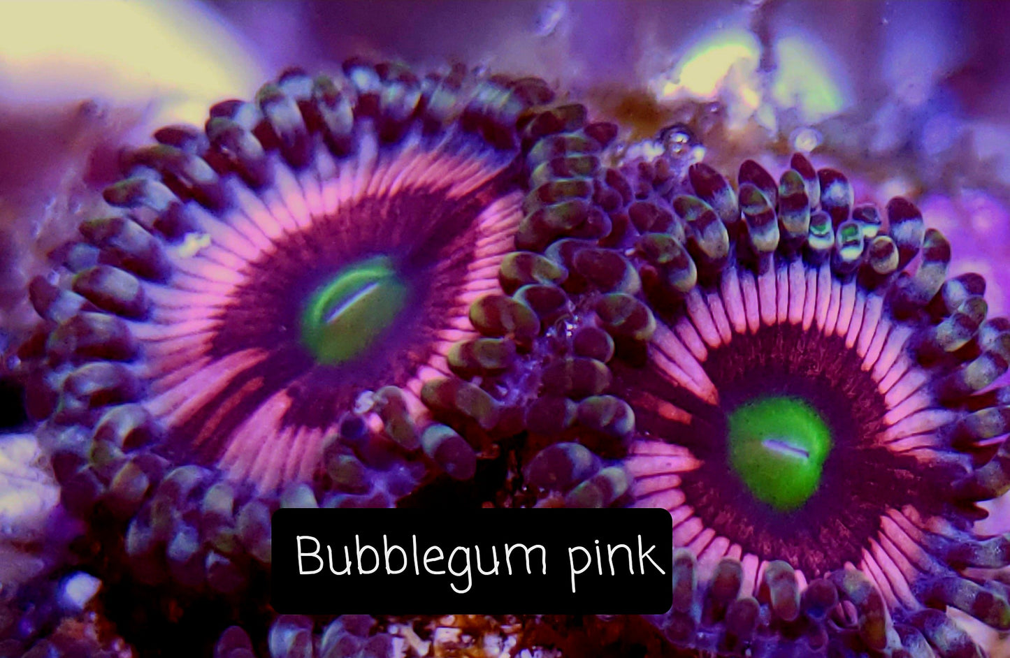Zoa frag pack- customizable
