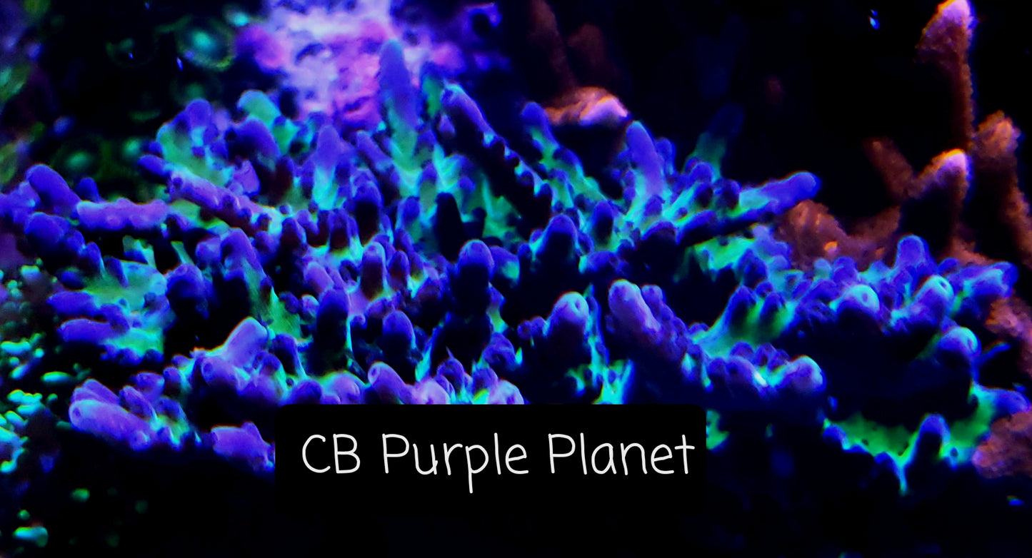 SPS,LPS frag pack-DEAL-customizable