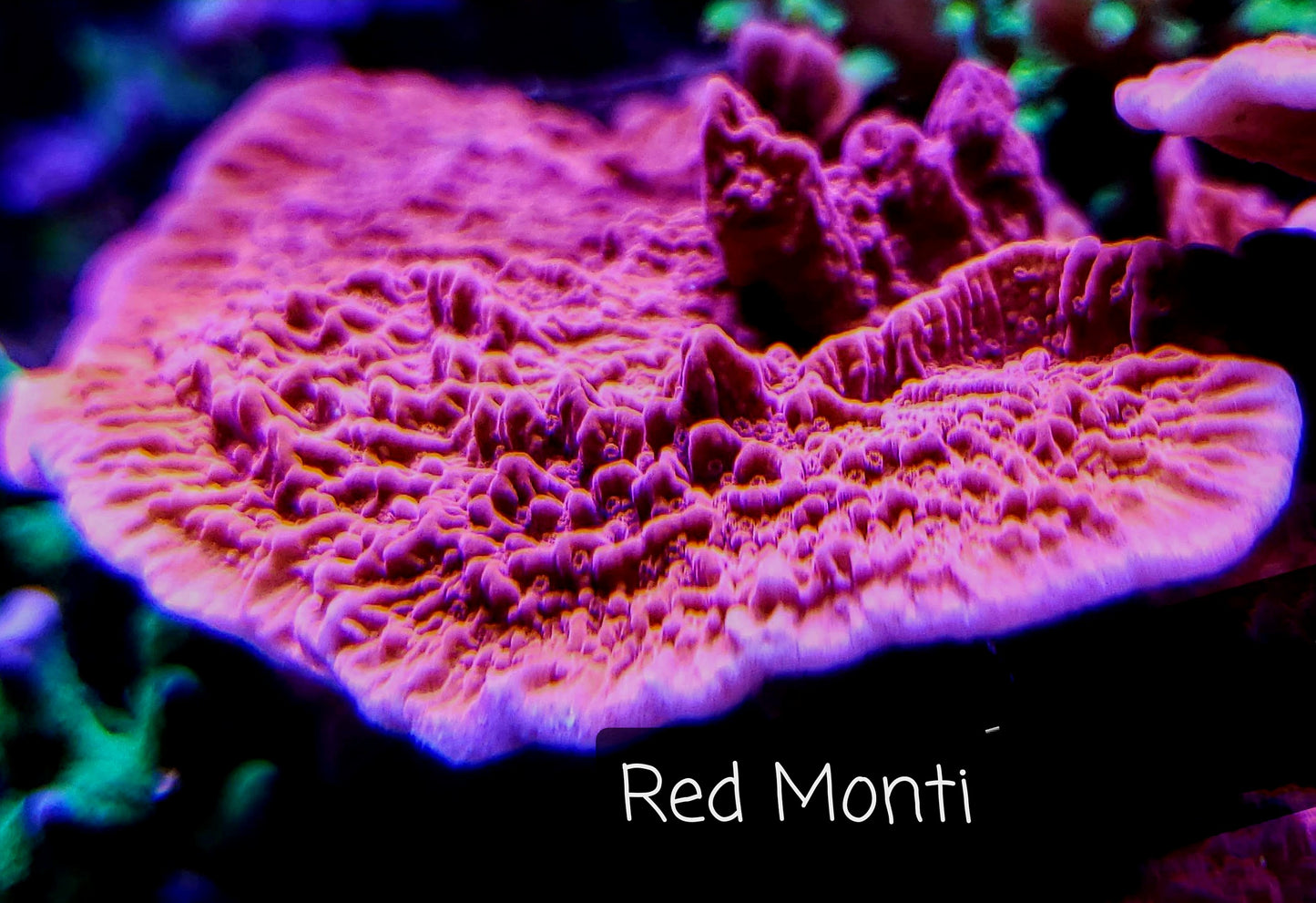 SPS,LPS frag pack-DEAL-customizable