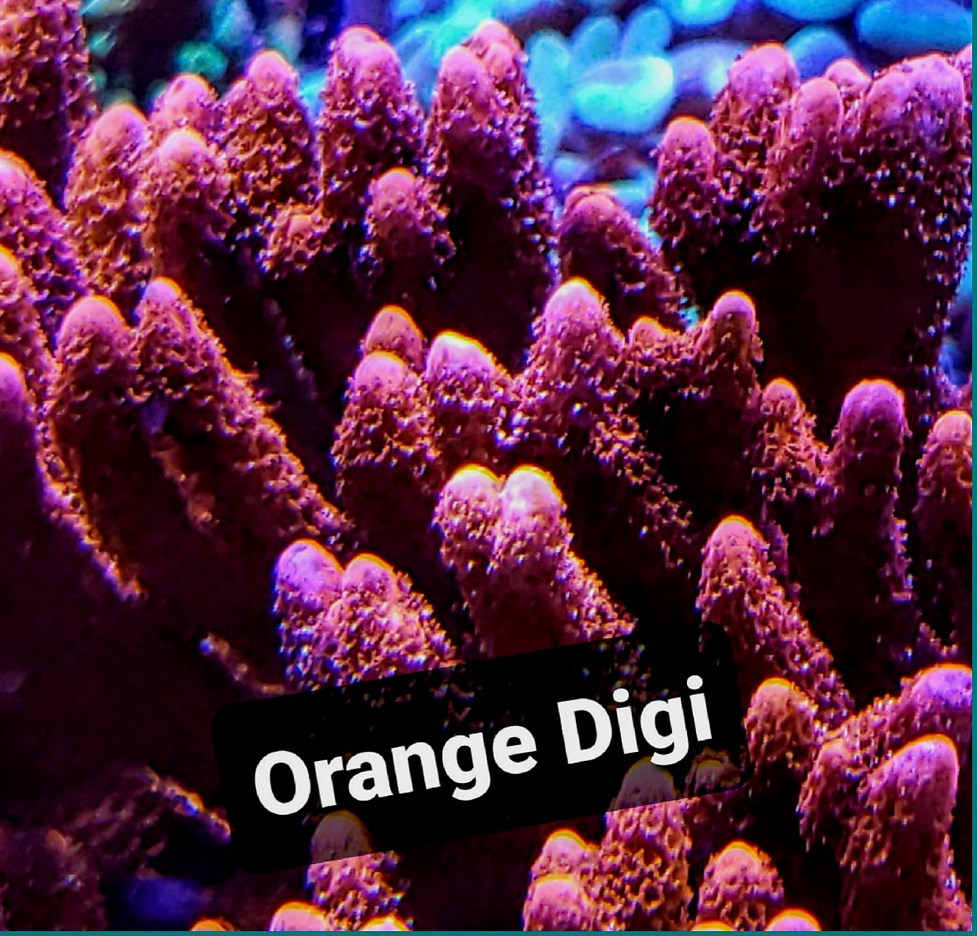 SPS,LPS frag pack-DEAL-customizable