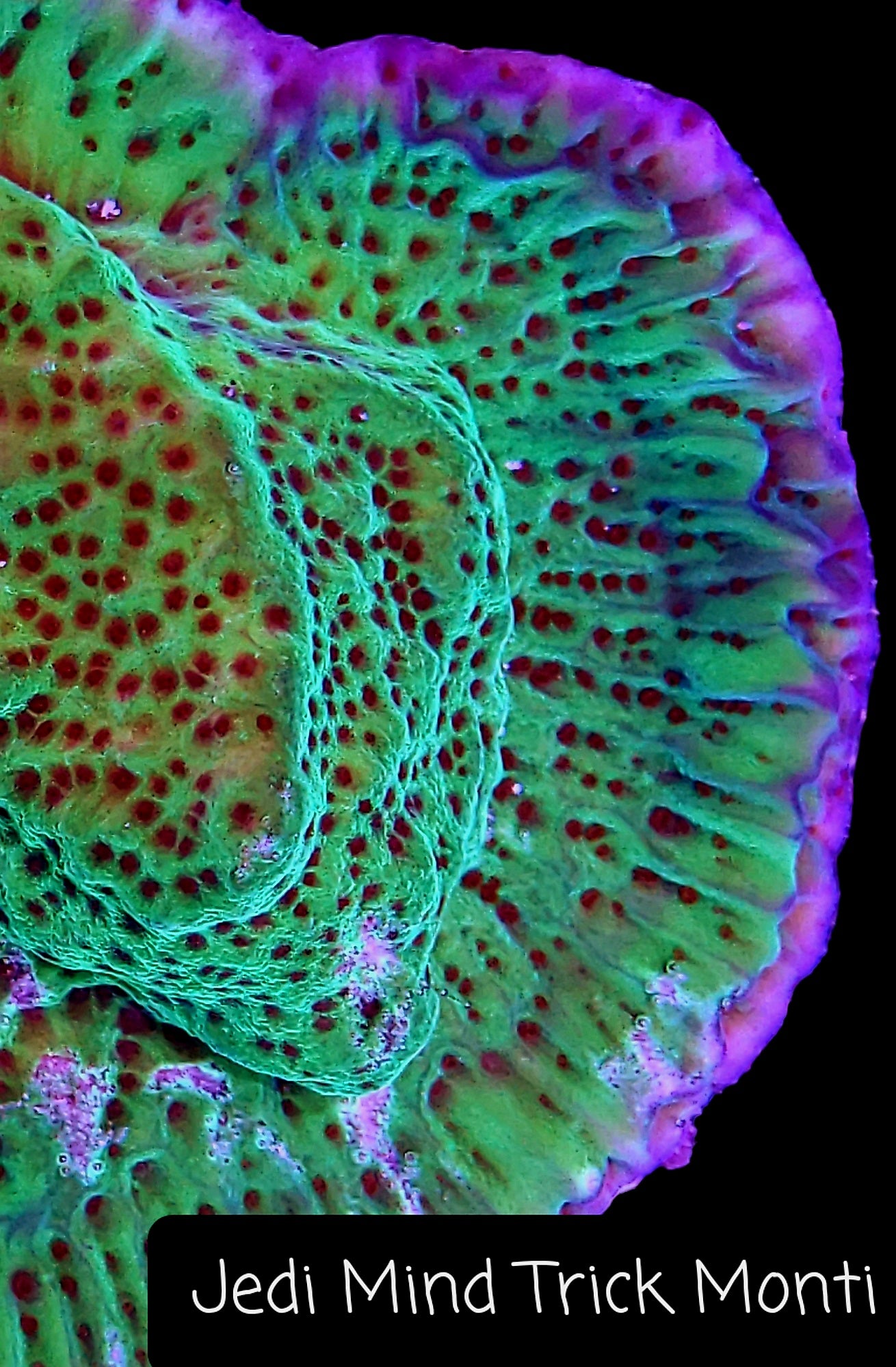 SPS,LPS frag pack-DEAL-customizable