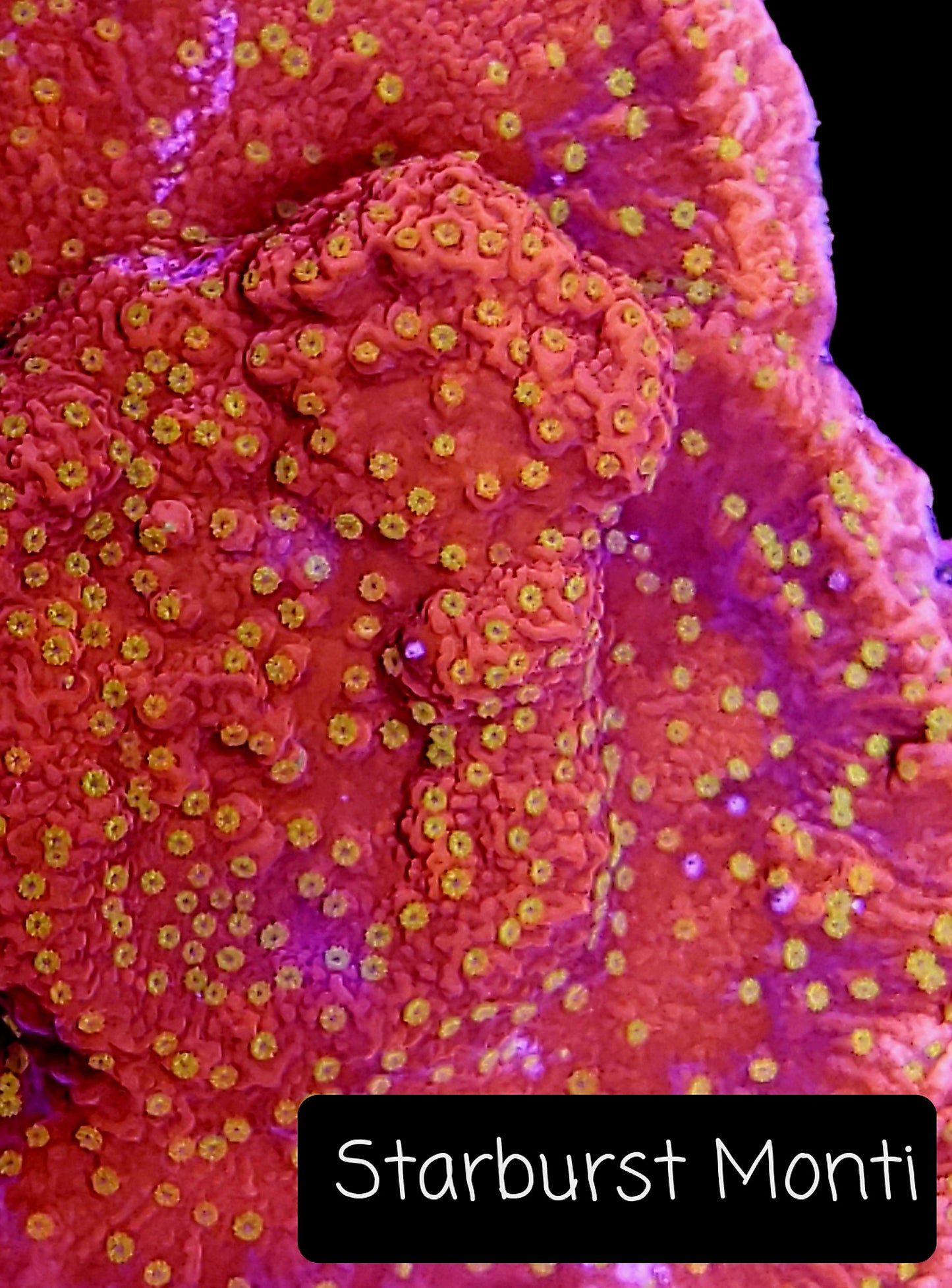 SPS,LPS frag pack-DEAL-customizable