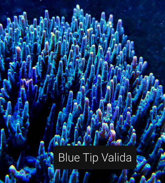 SPS,LPS frag pack-DEAL-customizable