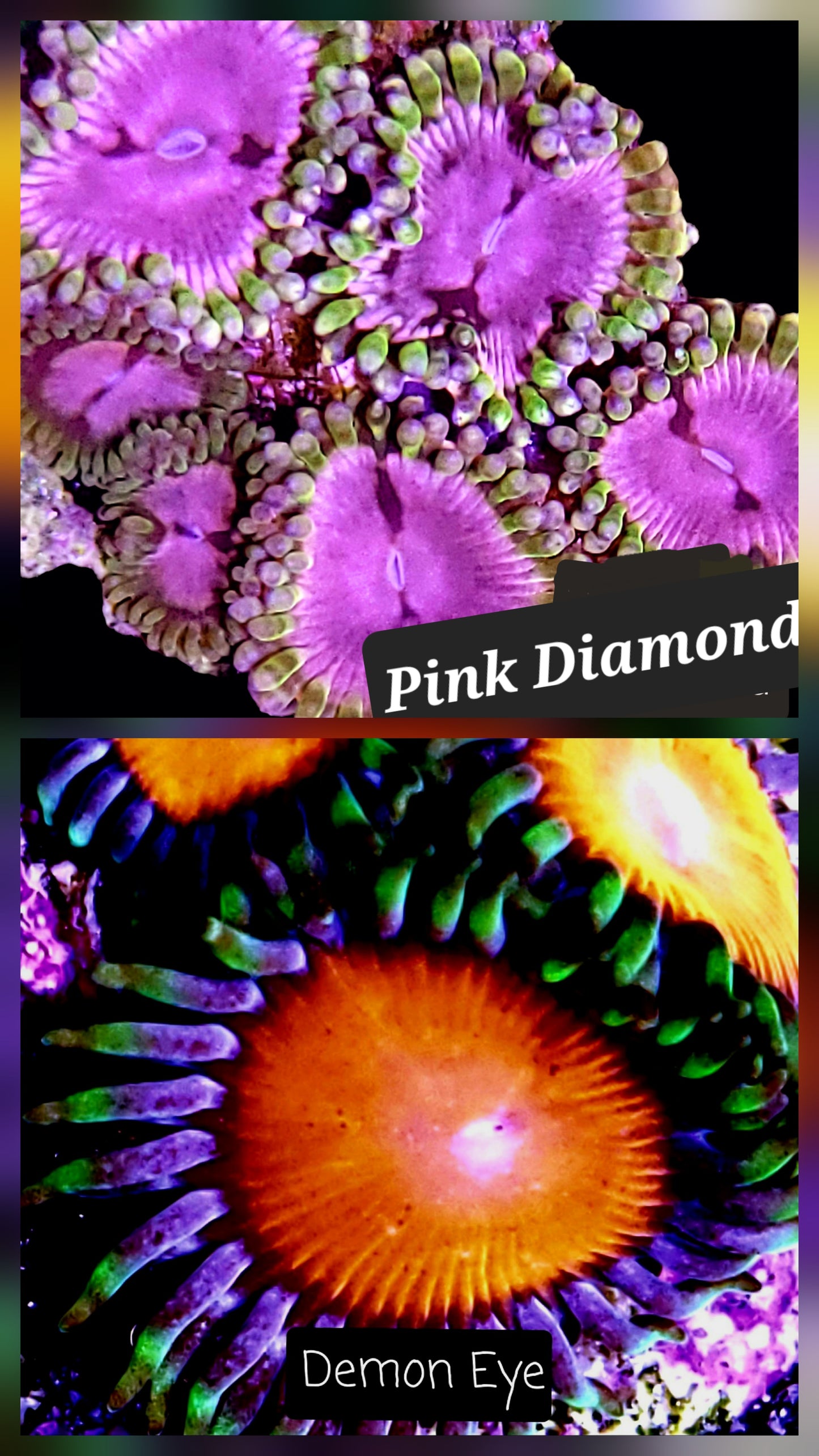 Zoa frag pack- customizable