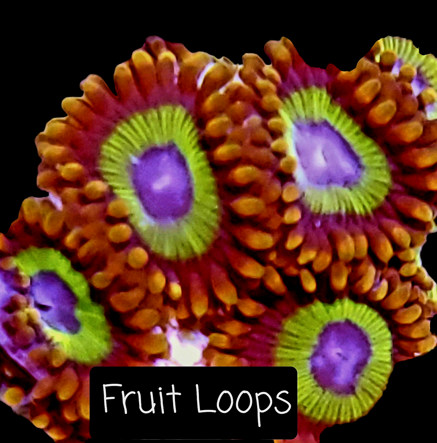 Zoa frag pack- customizable