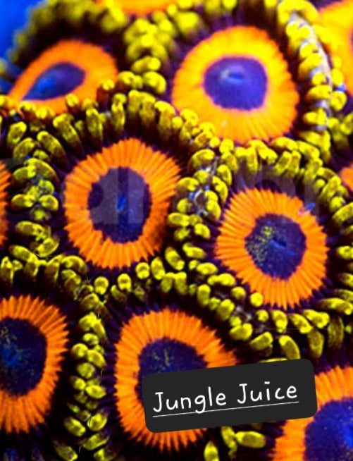 Zoa frag pack- customizable