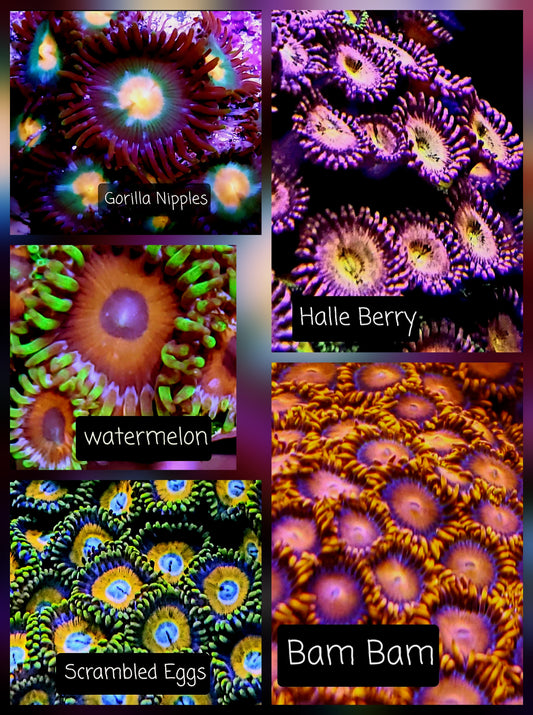 Zoa frag pack- customizable