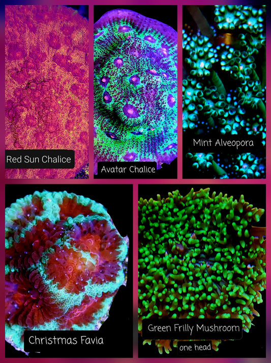 SPS,LPS frag pack- customizable