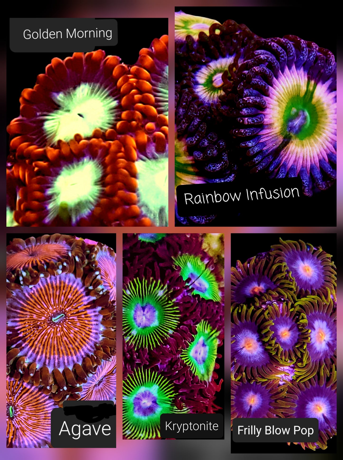 Zoa frag pack- customizable