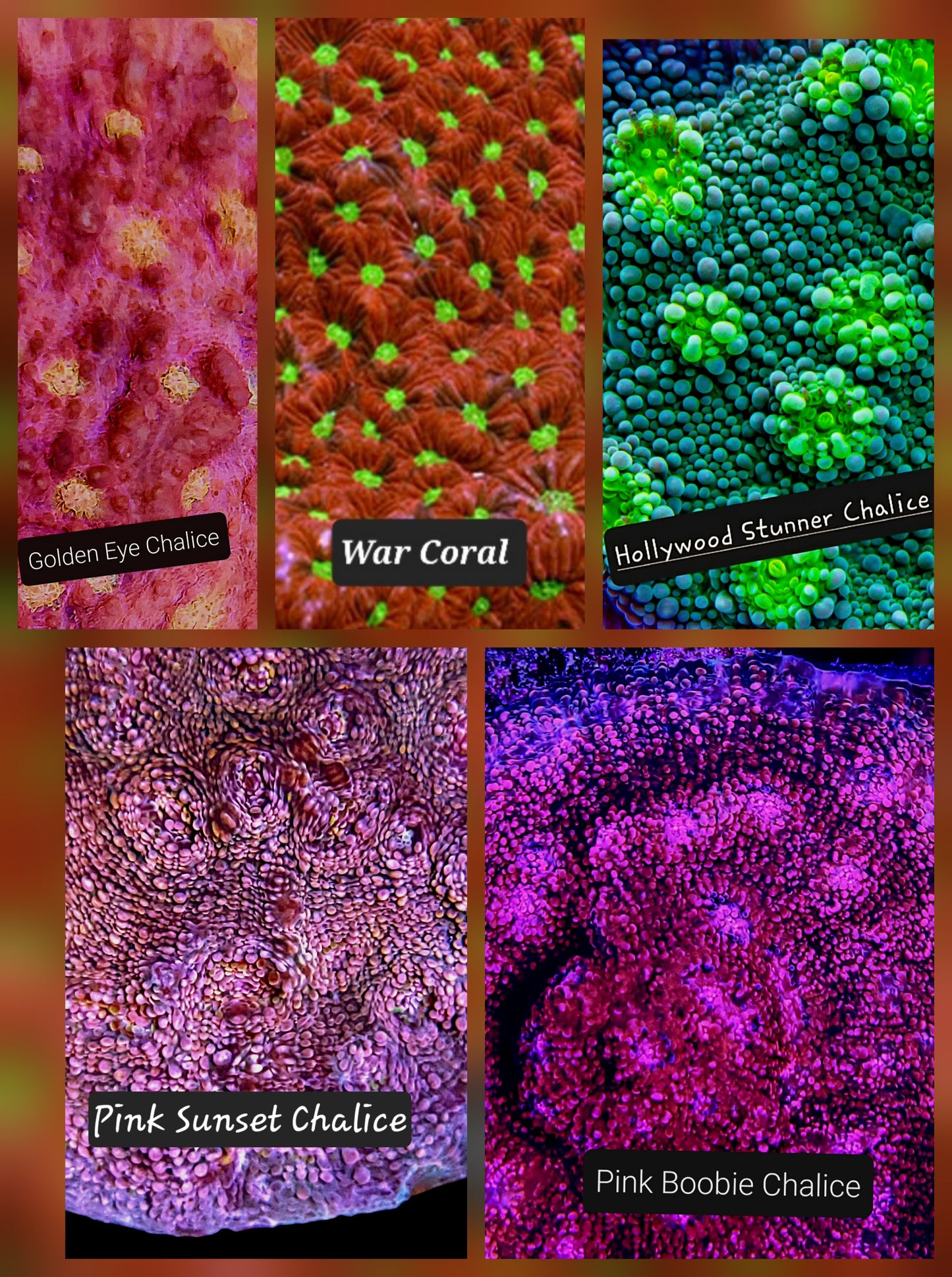 SPS,LPS frag pack- customizable