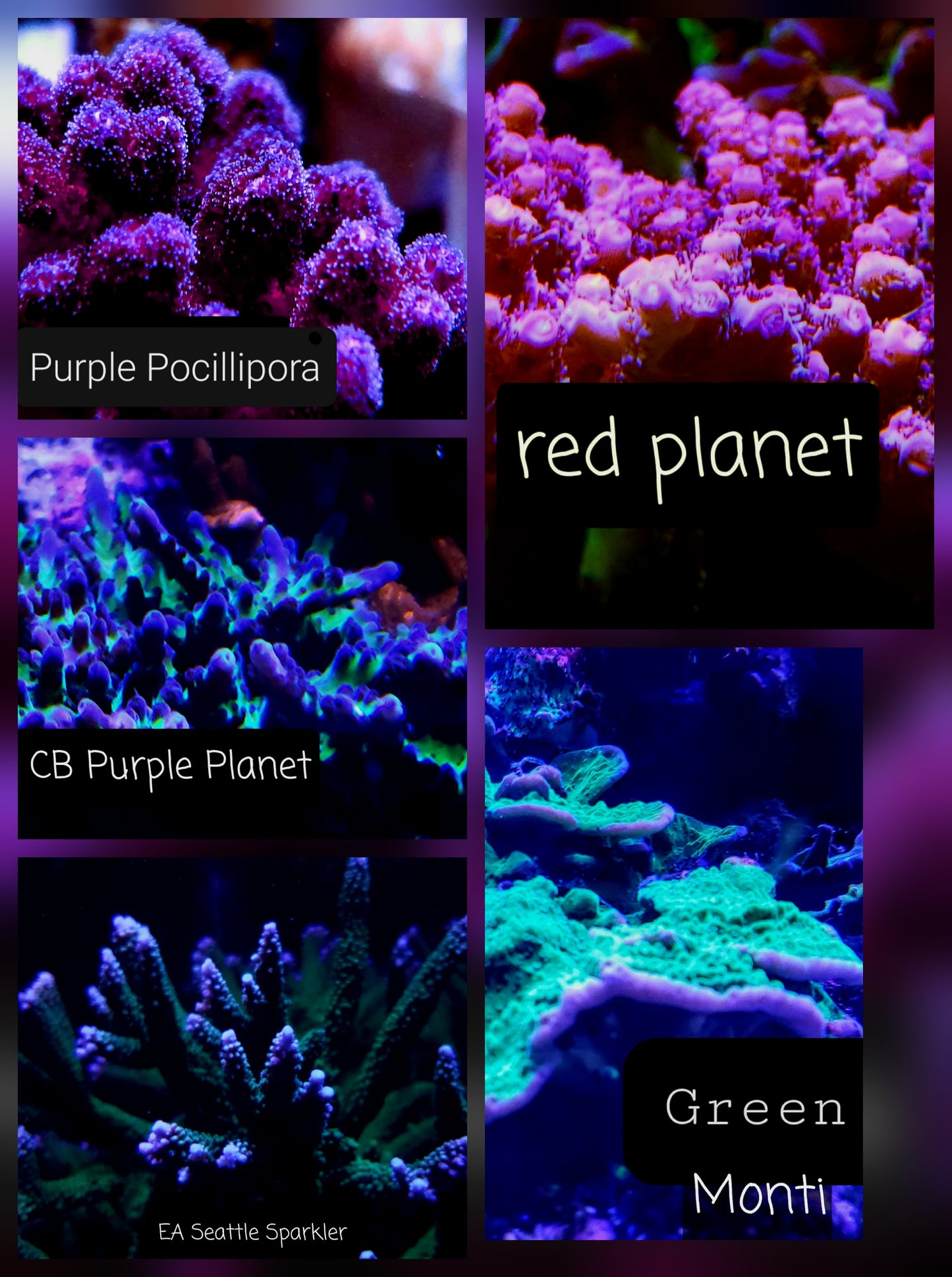 SPS,LPS frag pack- customizable