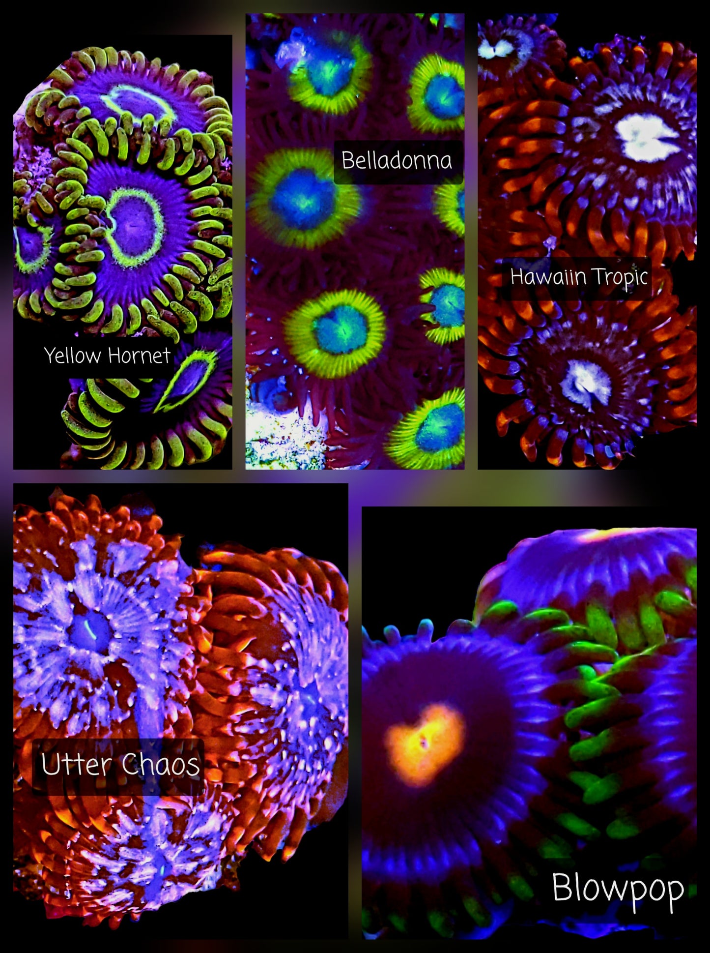Zoa frag pack- customizable