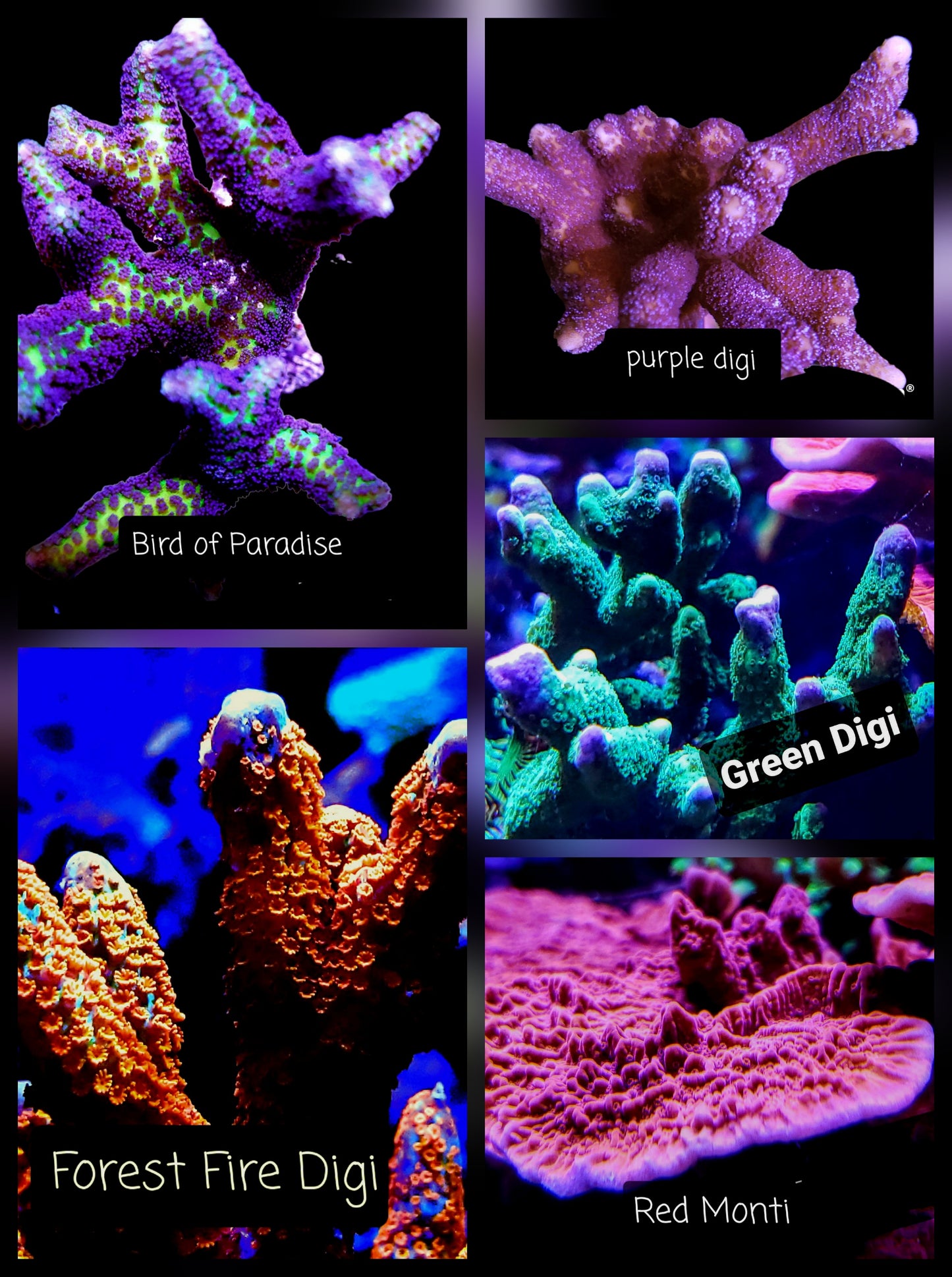 SPS,LPS frag pack- customizable