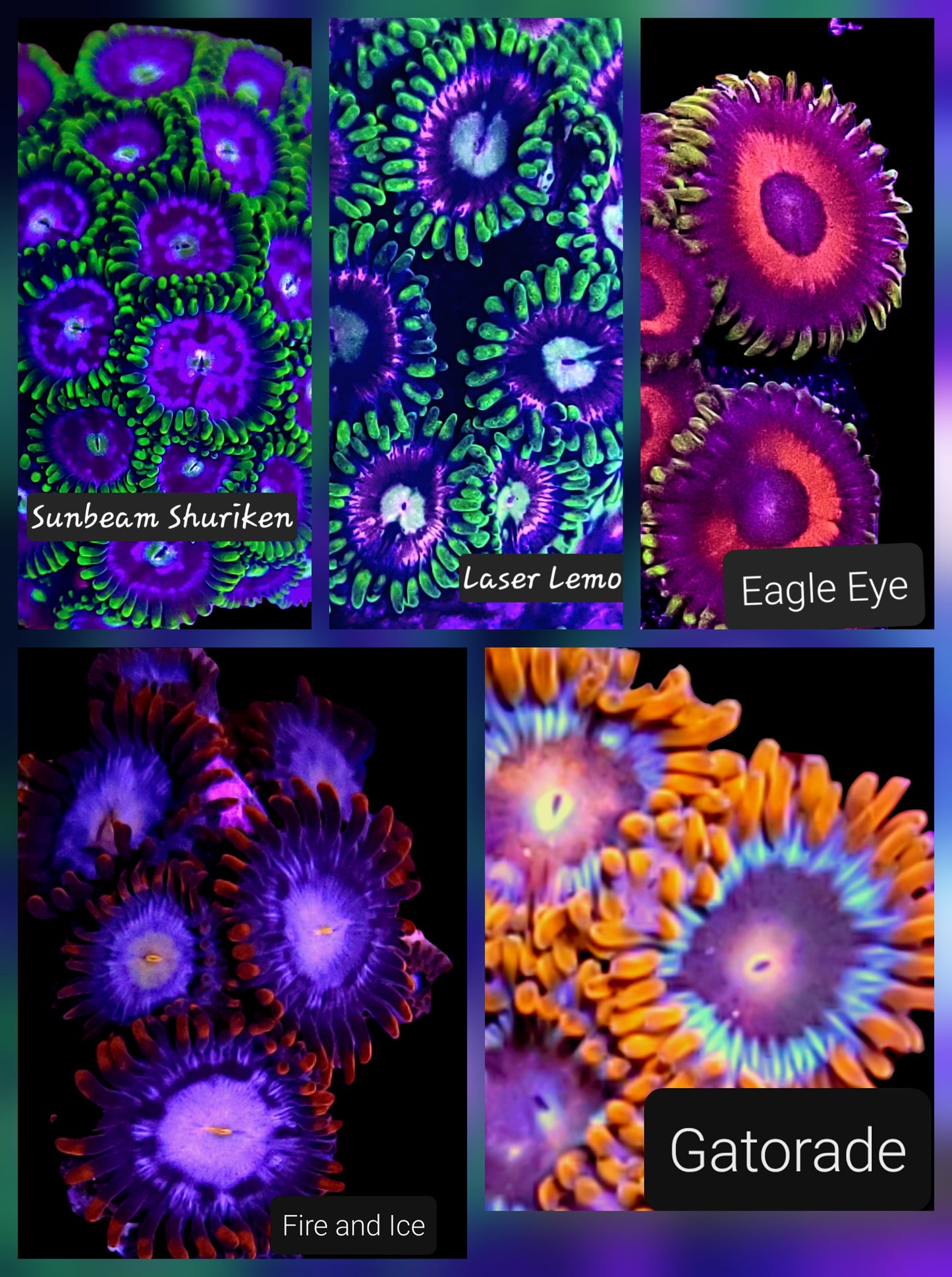Zoa frag pack- customizable