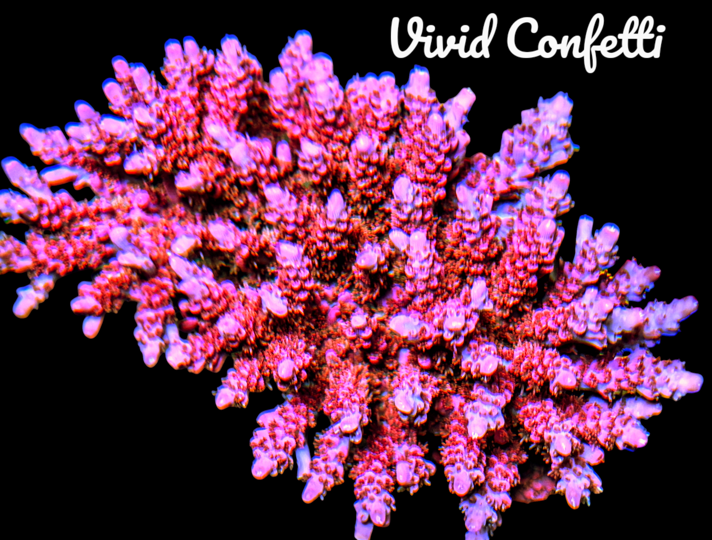 Vivid Confetti