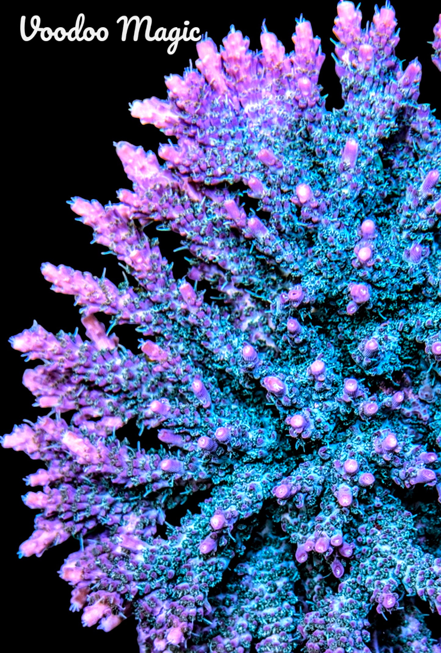 Voodoo Magic