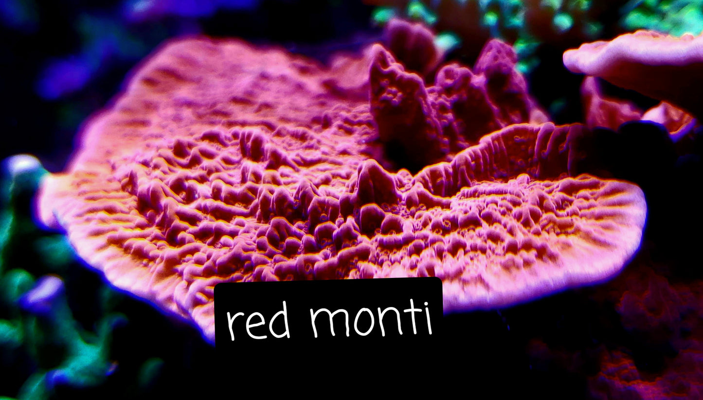 SPS,LPS frag pack- customizable