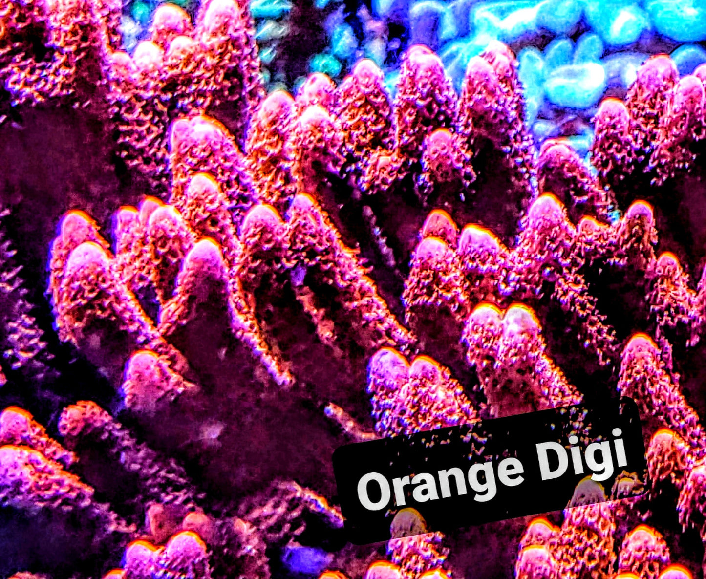 SPS,LPS frag pack- customizable
