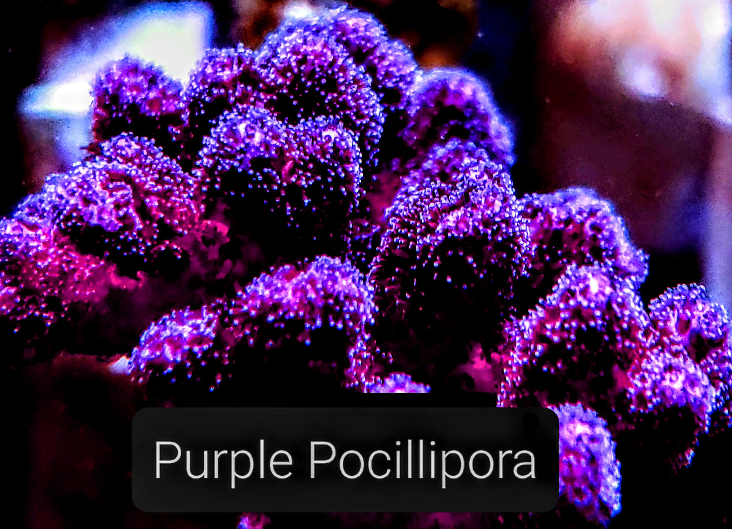 SPS,LPS frag pack- customizable