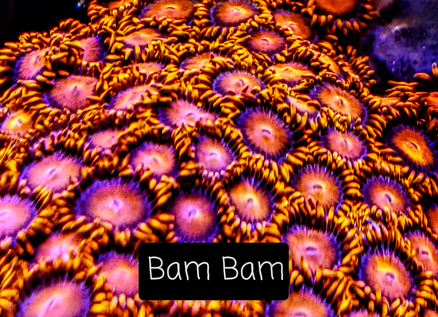 Zoa frag pack- customizable