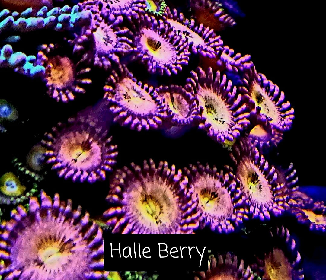 Zoa frag pack- customizable