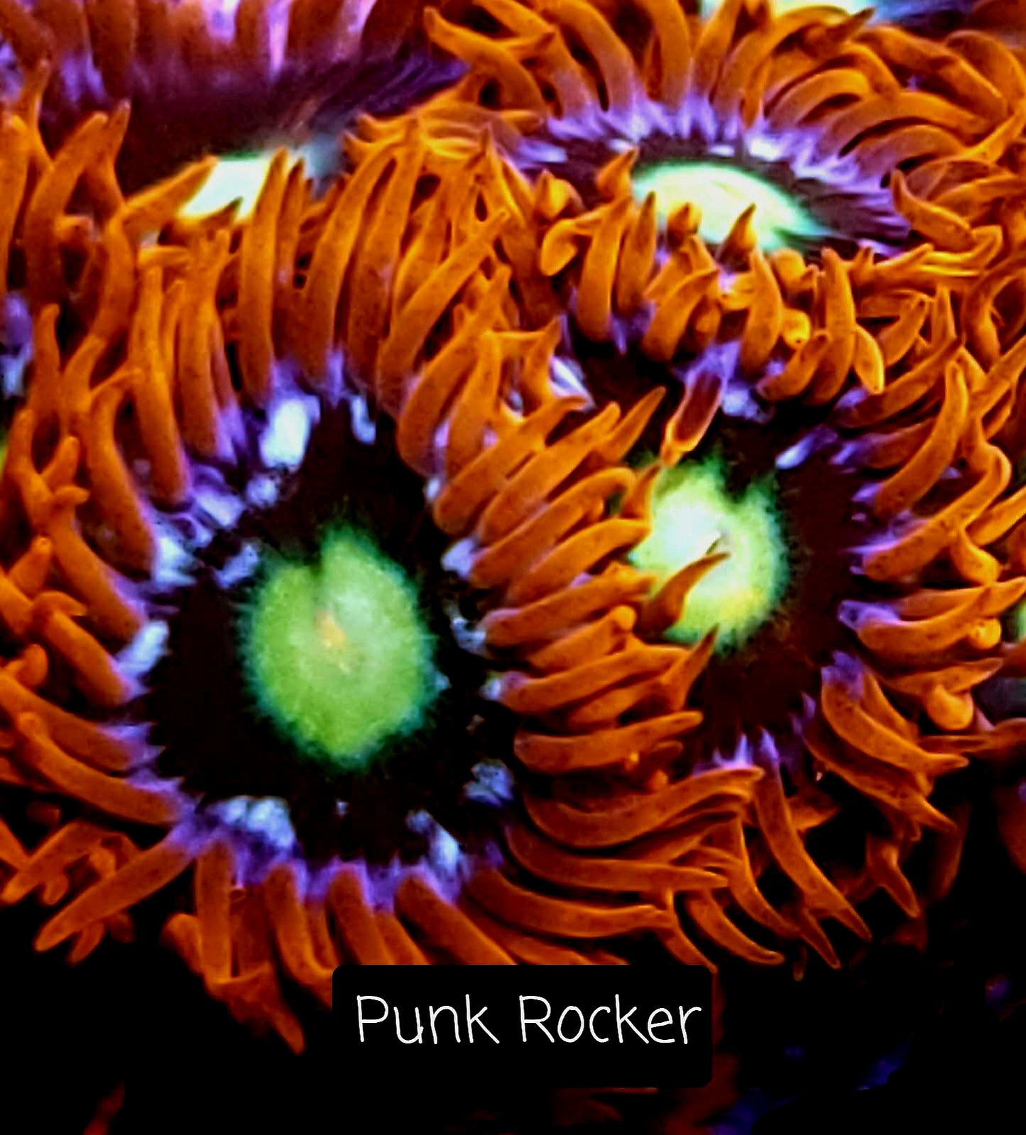 Zoa frag pack- customizable