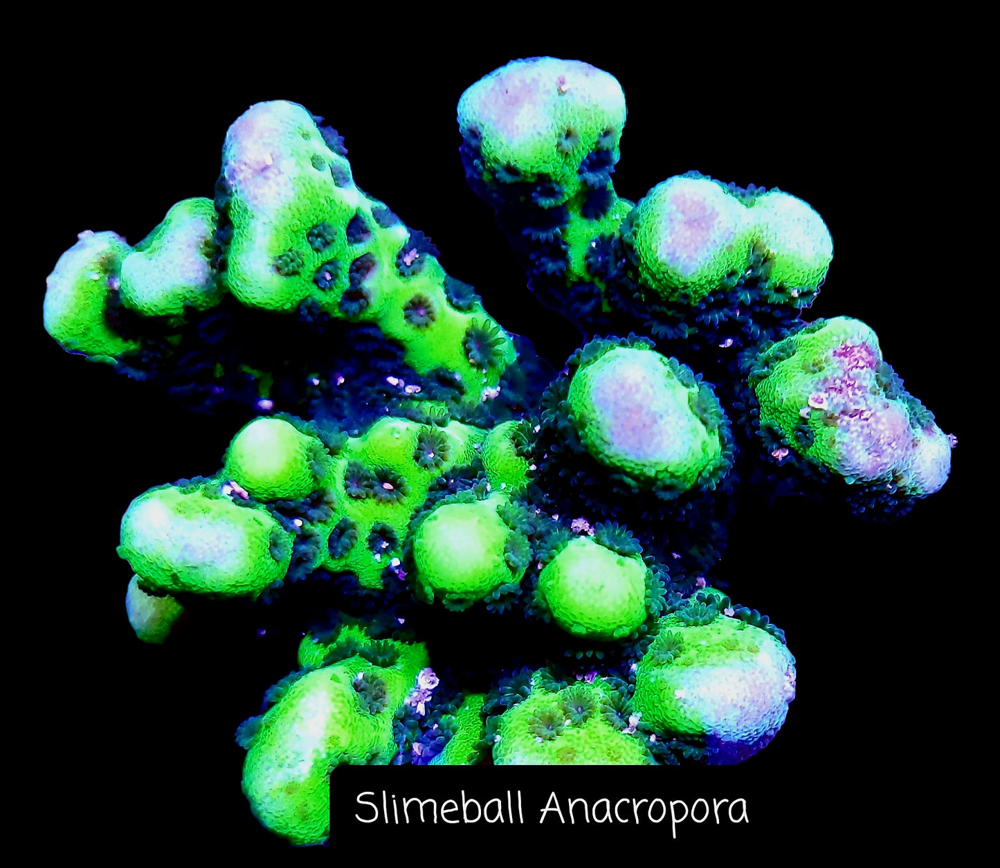 SPS,LPS frag pack- customizable
