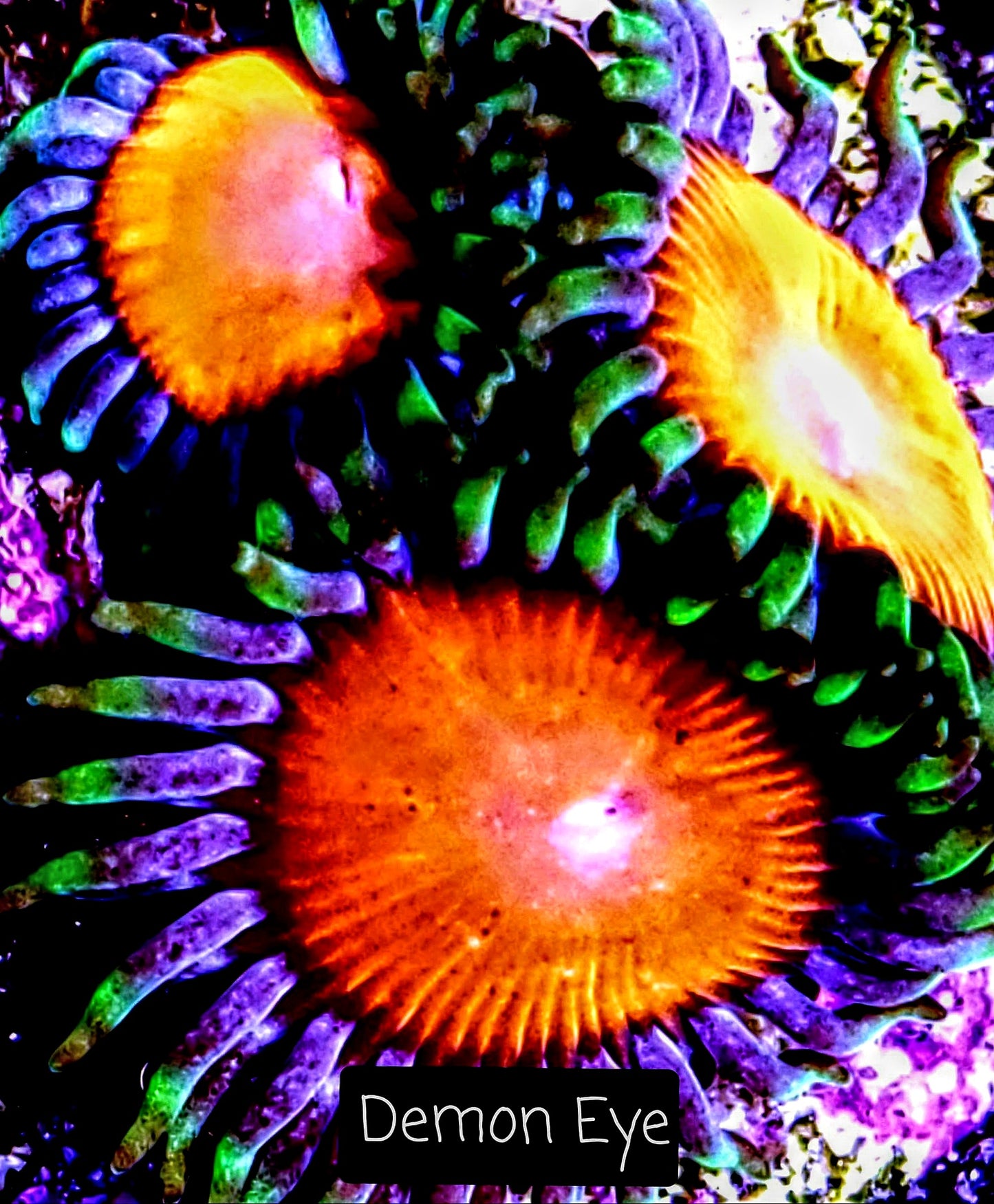 Zoa frag pack- customizable