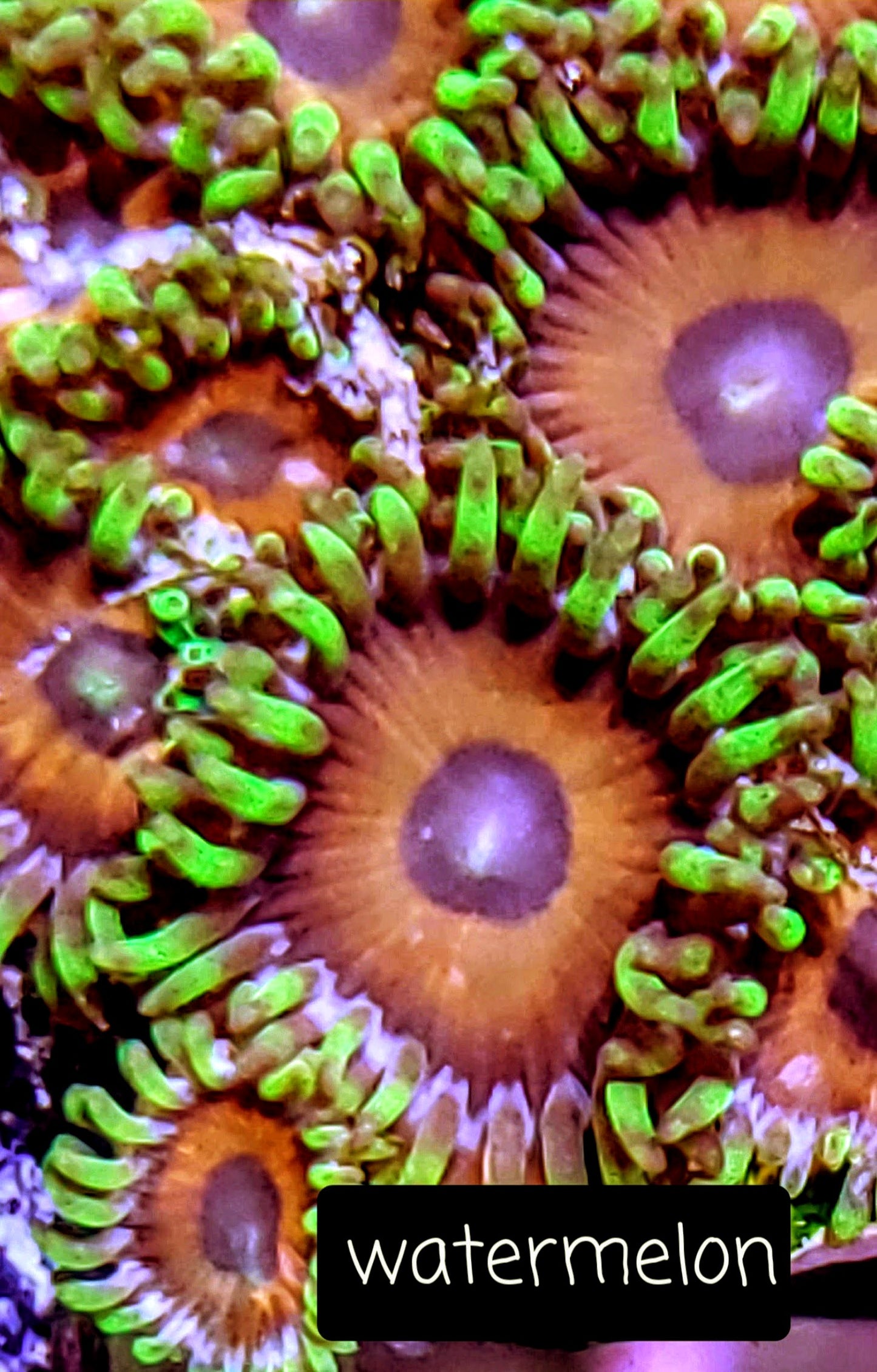 Zoa frag pack- customizable