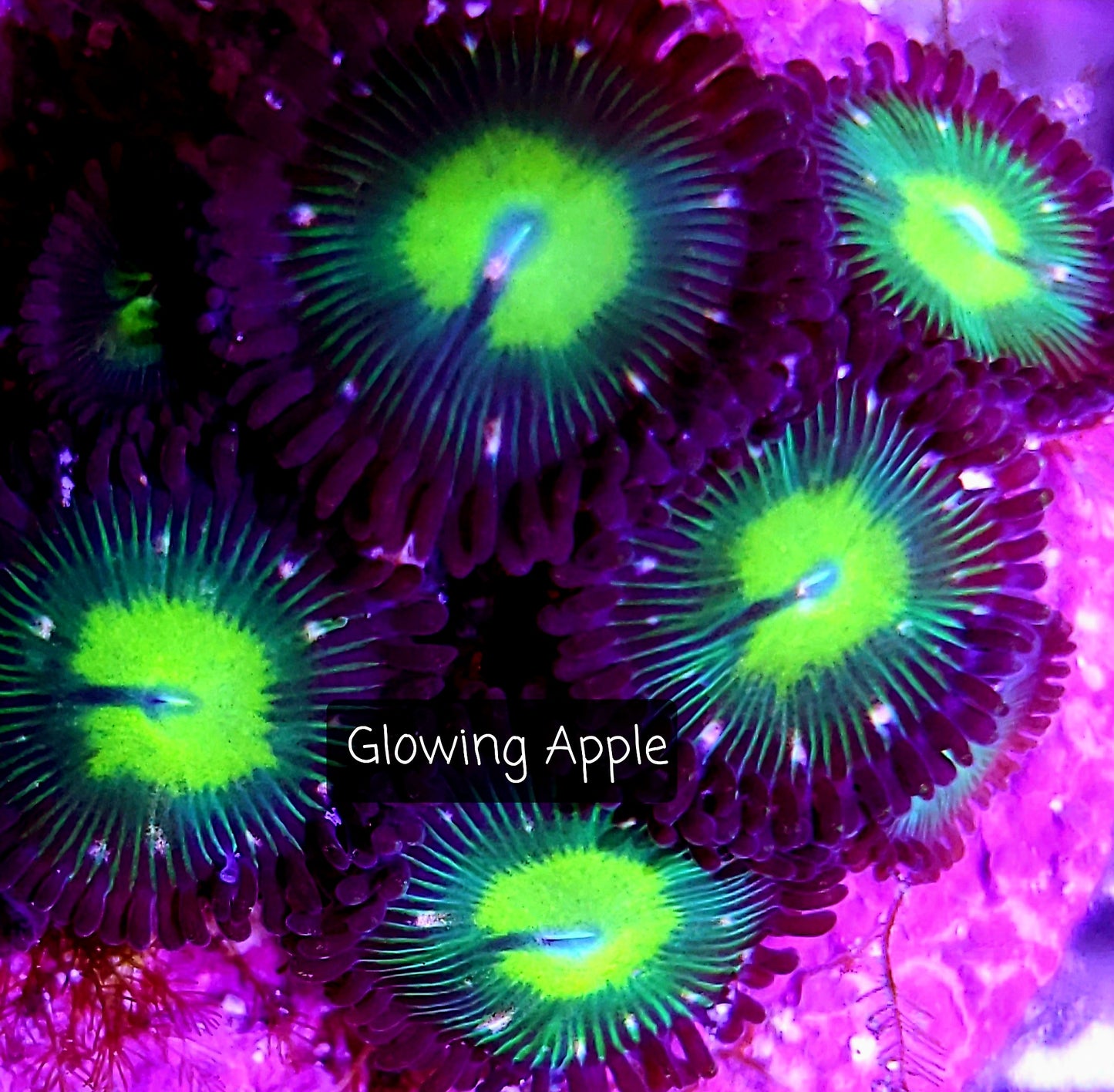 Zoa frag pack- customizable