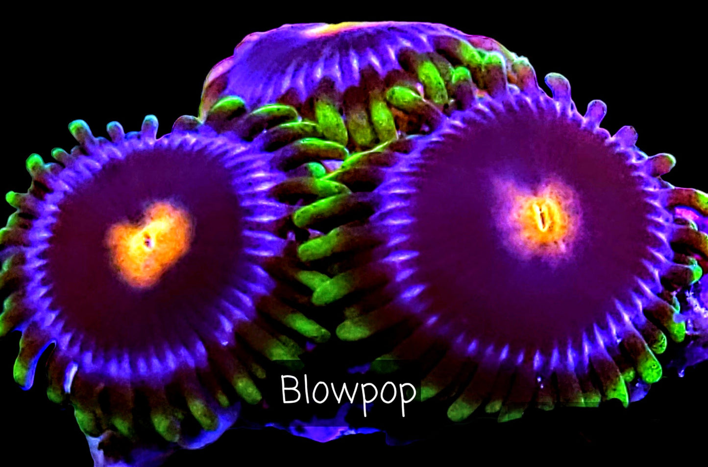 Zoa frag pack- customizable