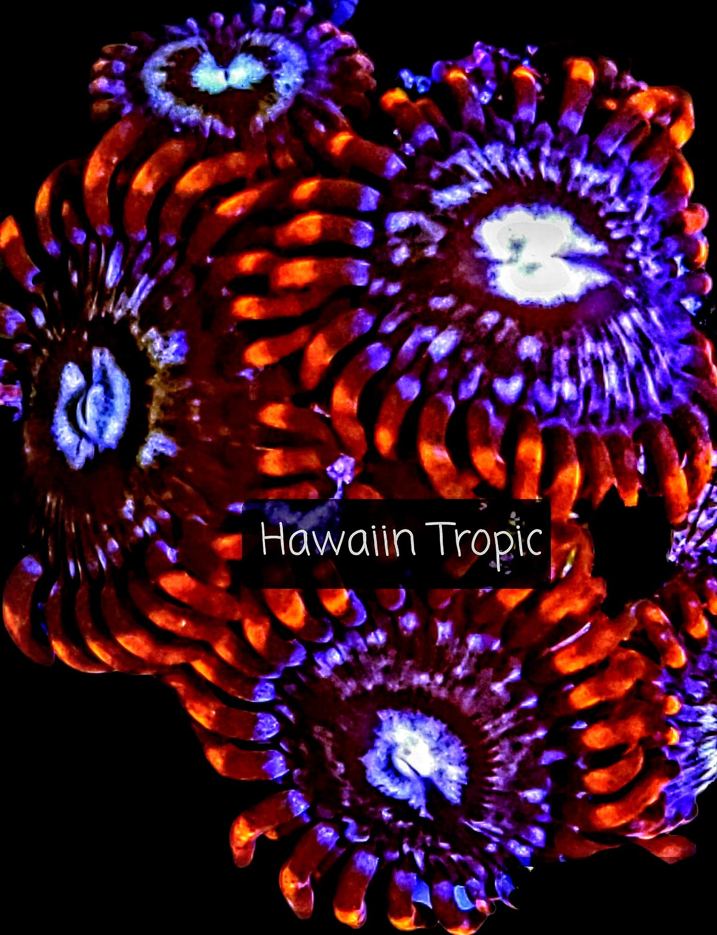 Zoa frag pack- customizable