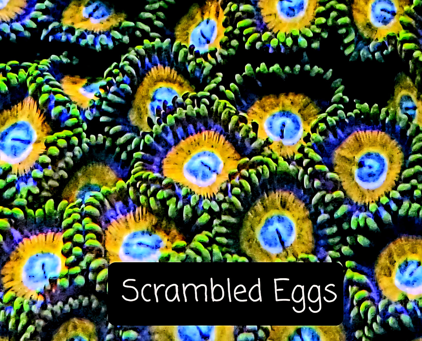Zoa frag pack- customizable