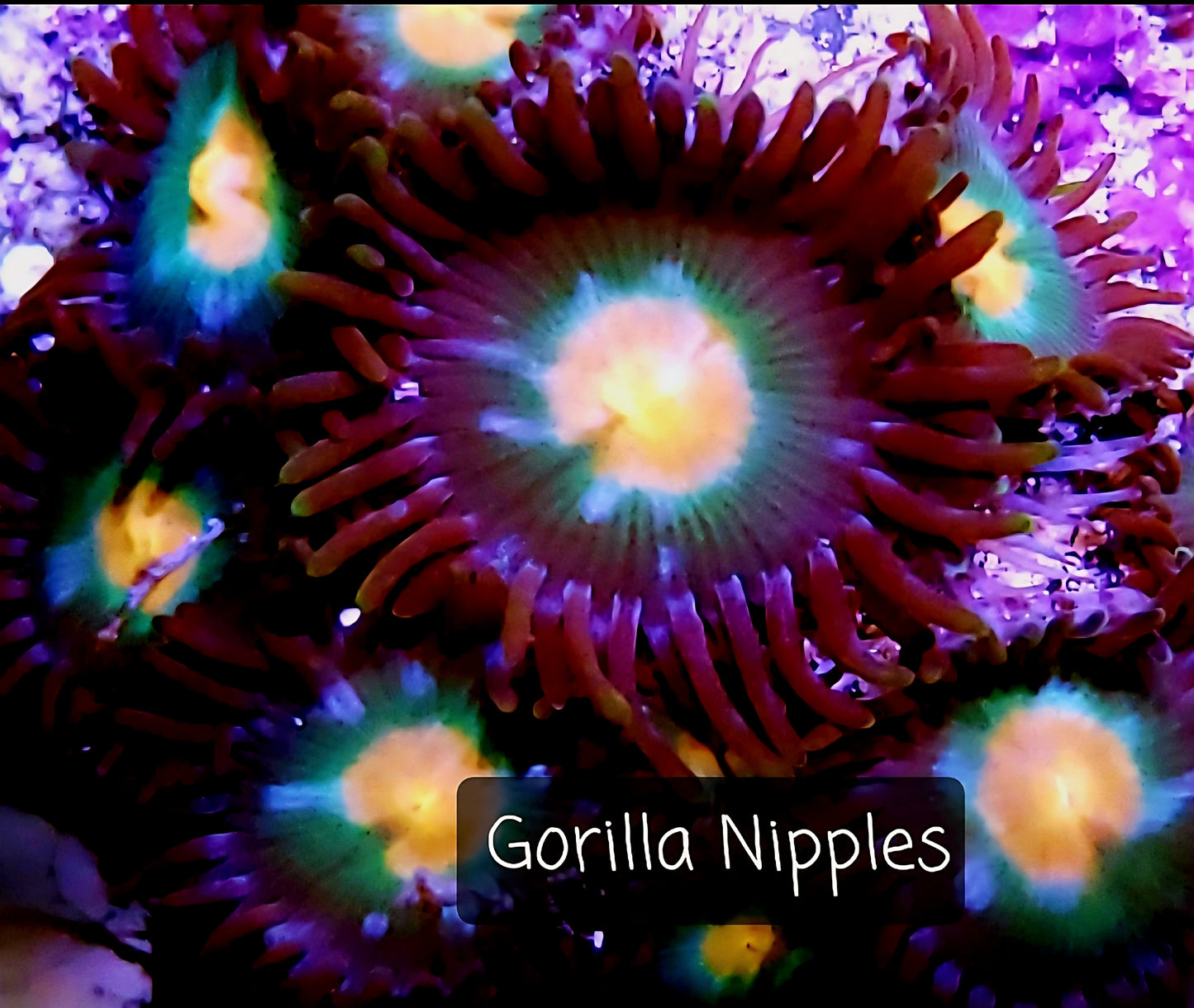 Zoa frag pack- customizable