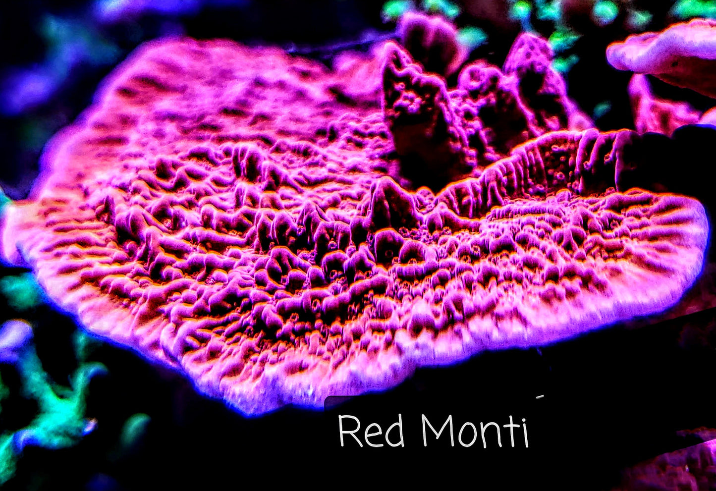 SPS,LPS frag pack- customizable