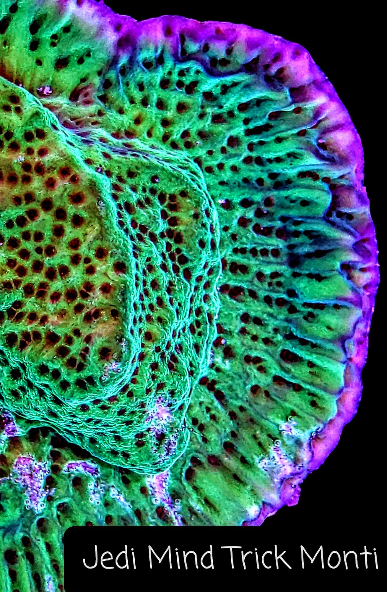 SPS,LPS frag pack- customizable