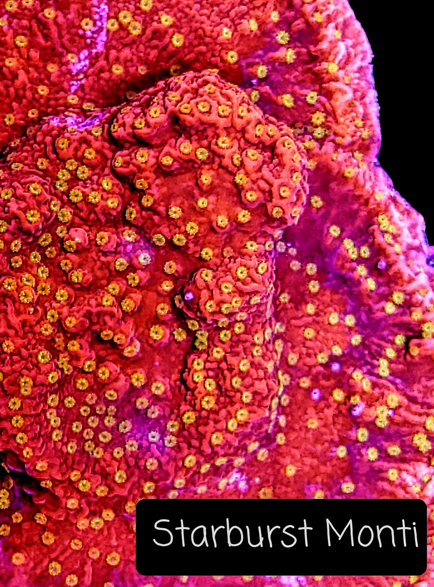 SPS,LPS frag pack- customizable