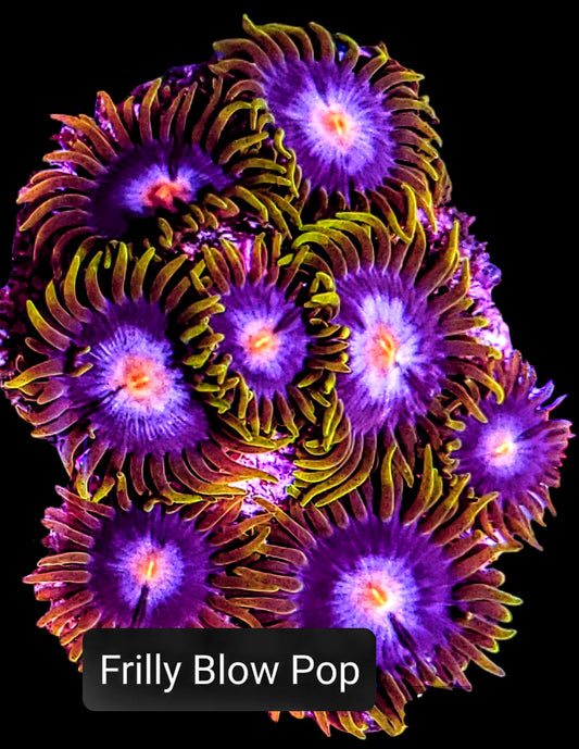 Zoa frag pack- customizable