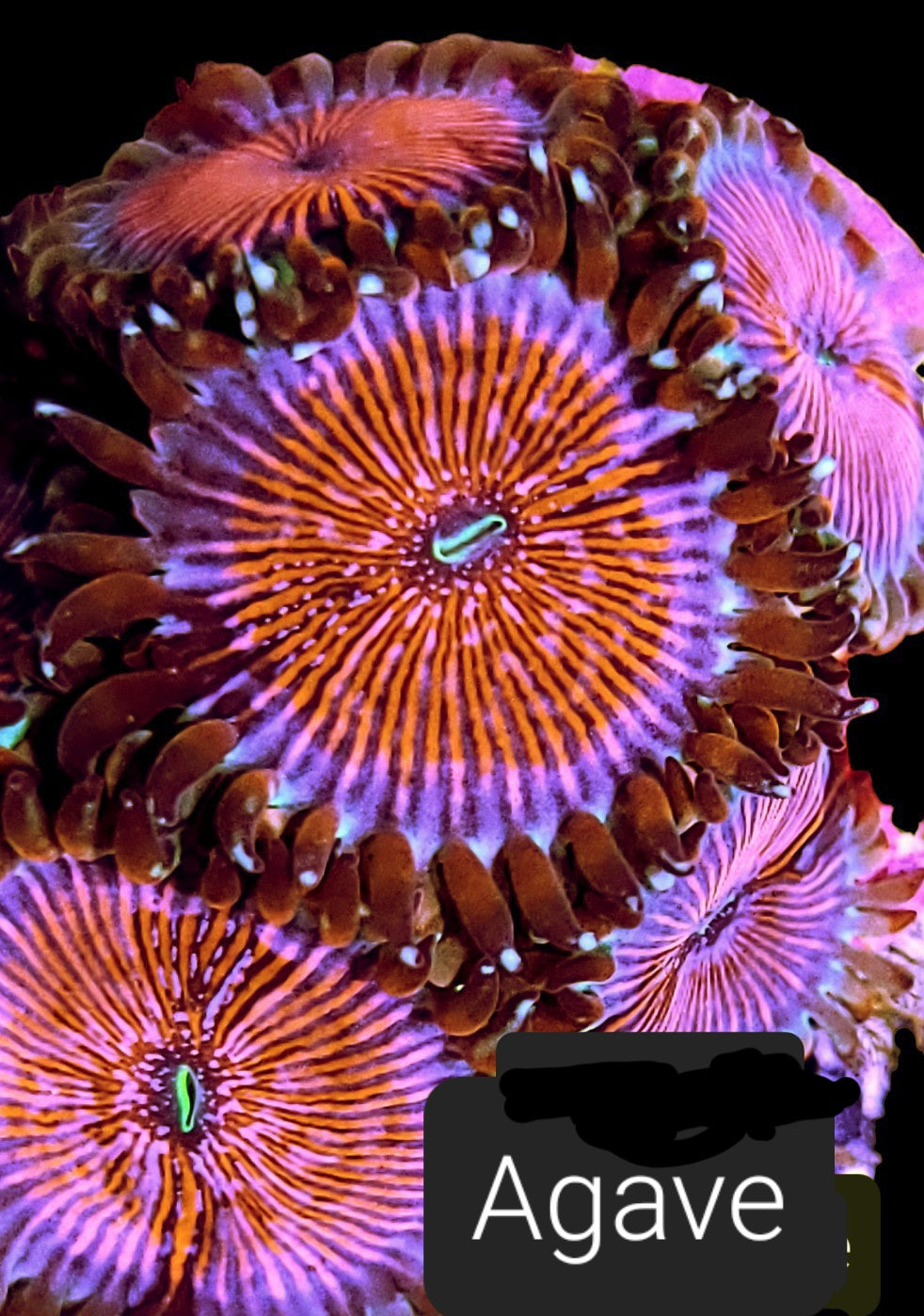 Zoa frag pack- customizable