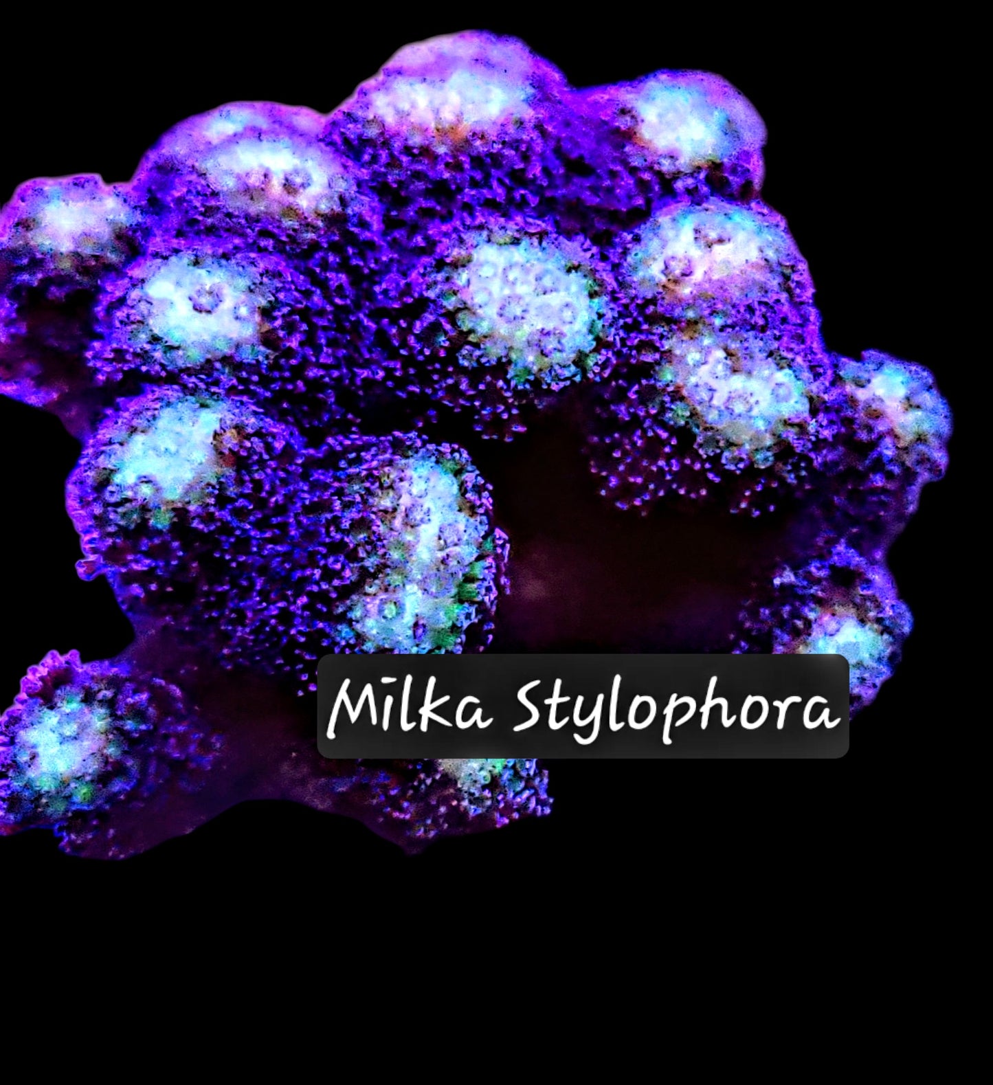 SPS,LPS frag pack- customizable