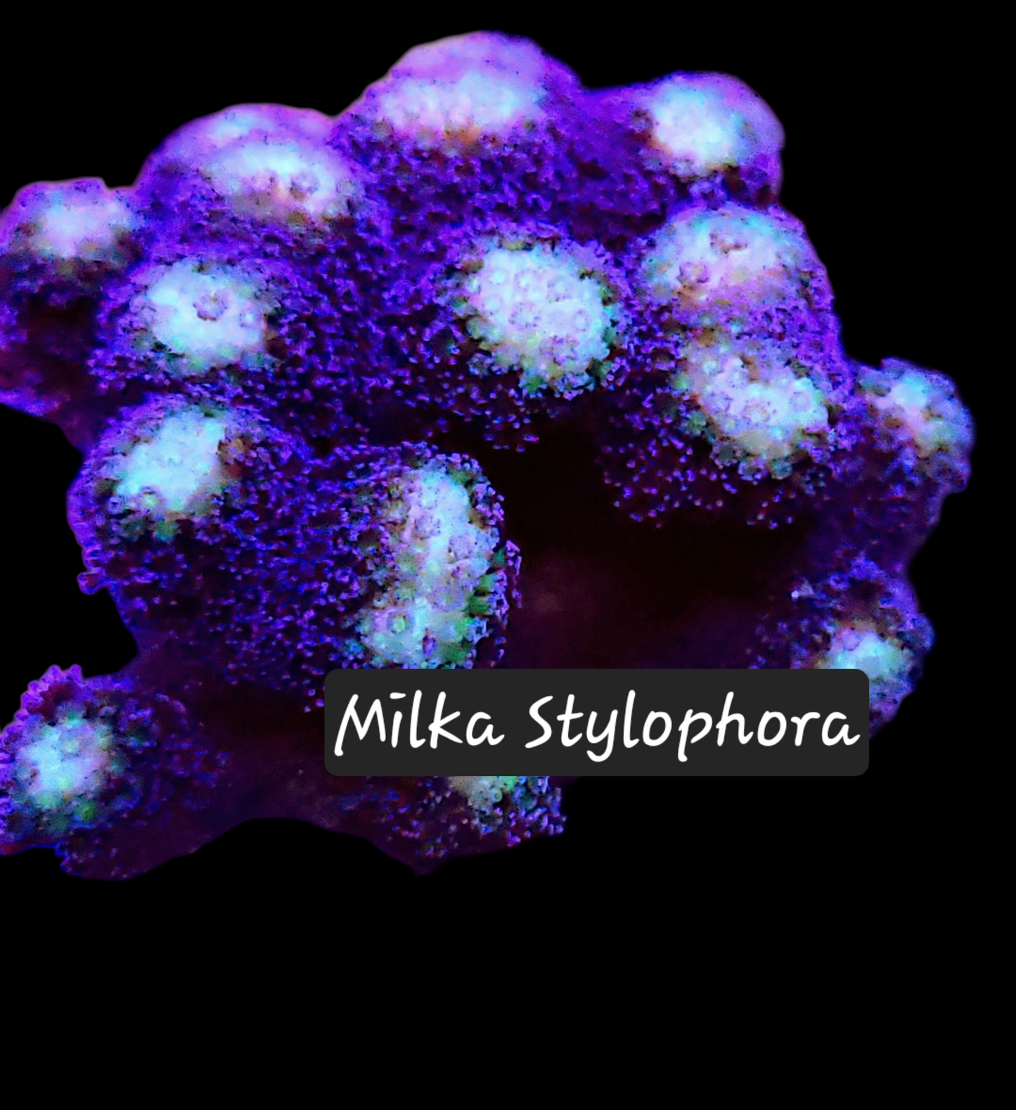 SPS,LPS frag pack- customizable