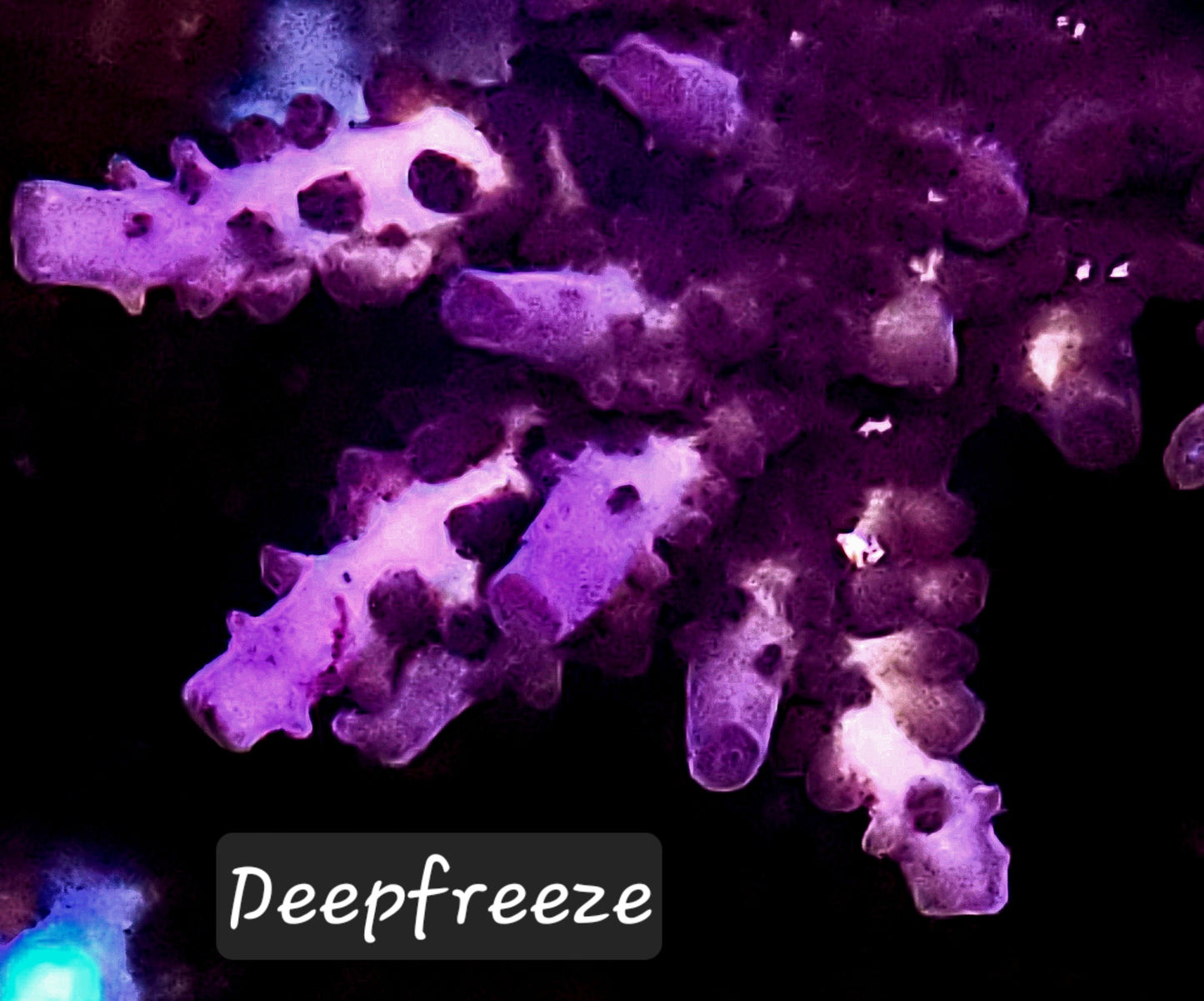 SPS,LPS frag pack- customizable