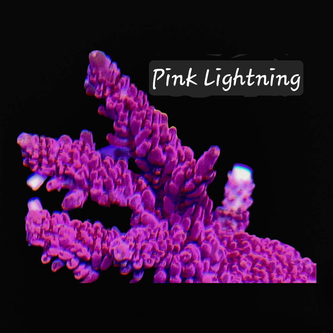 SPS,LPS frag pack- customizable