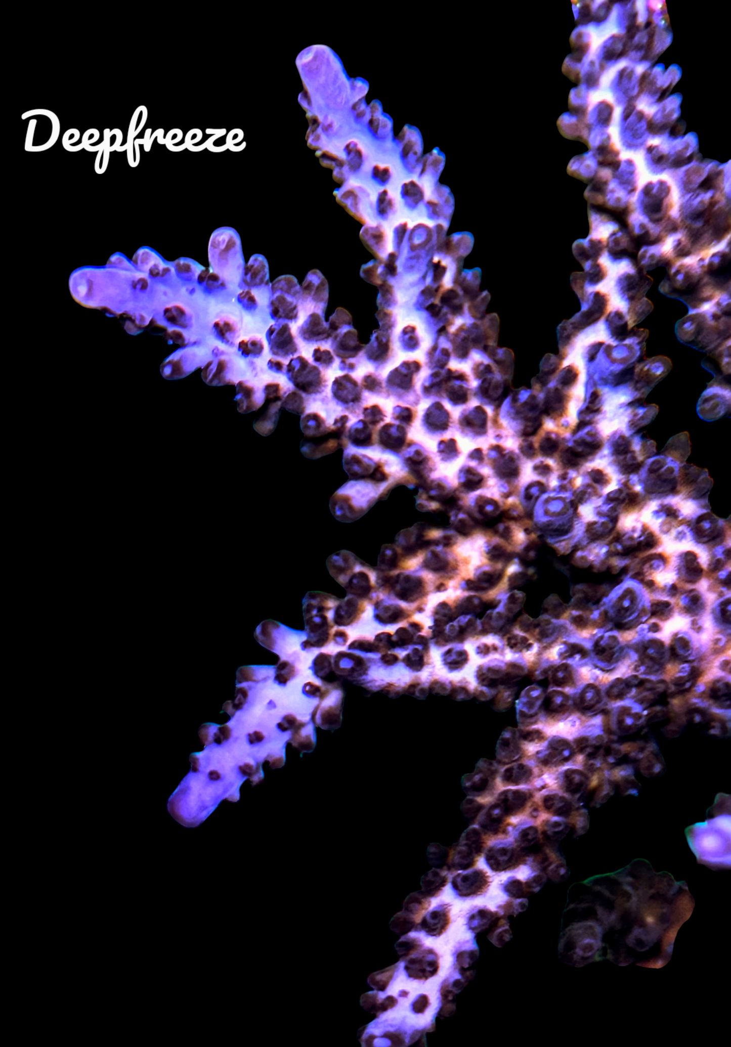 SPS,LPS frag pack- customizable