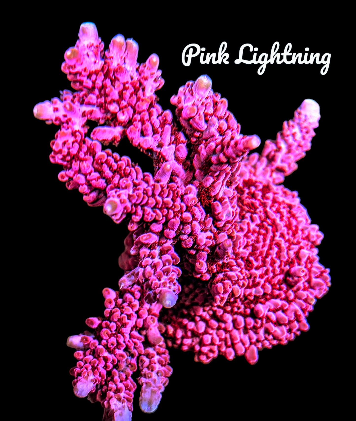 SPS,LPS frag pack- customizable